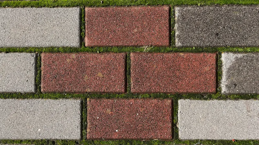 도시 보도블록 벽돌 틈새 미세 생태계에서 자생하는 잡초와 이끼의 생태적 관찰 기록 이미지