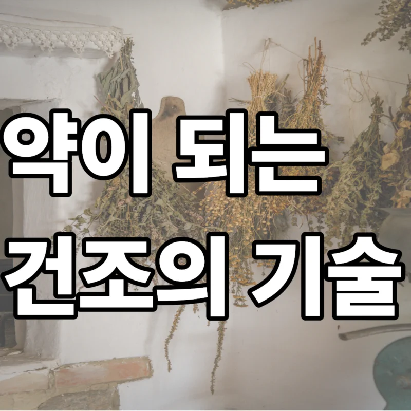 지역 약초 재발견 리포트의 핵심인 성분 보존 건조법을 시각화하기 위해 배경 투명도를 낮추고 "약이 되는 건조의 기술" 타이포그래피를 적용한 썸네일